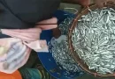 নিষিদ্ধ সময়ে প্রকাশ্যেই বিক্রি হচ্ছে জাটকা